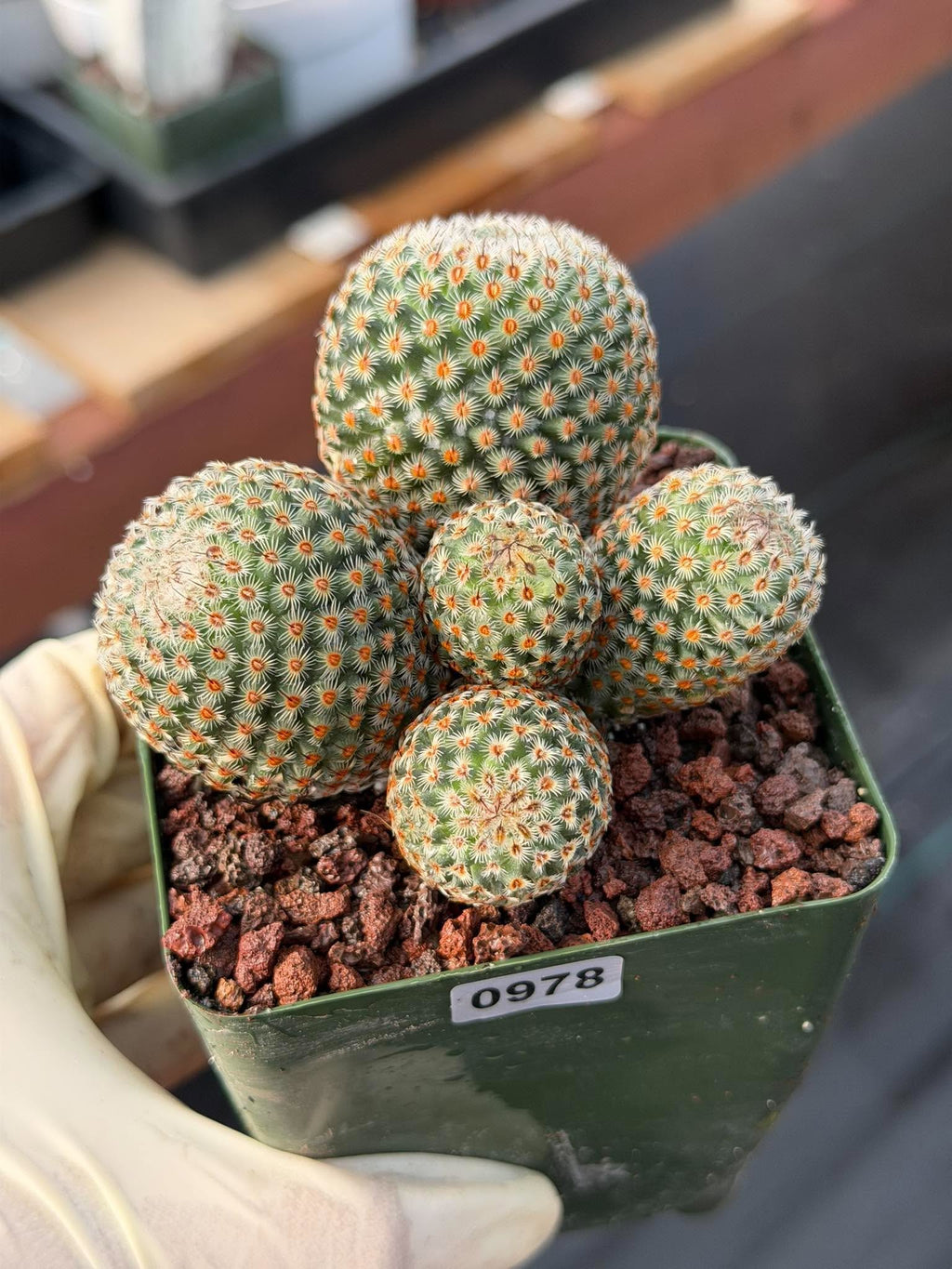 Mammillaria huitzilopochtli Cluster Cactus #978 | Exact Plant