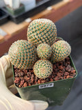 Mammillaria huitzilopochtli Cluster Cactus #978 | Exact Plant