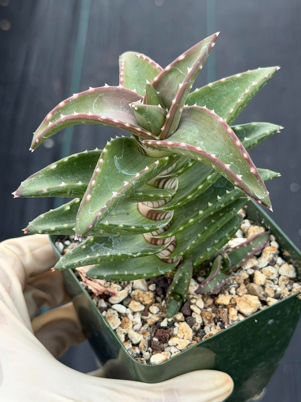 Aloe pearsonii with Pups – Rare Seed-Grown Succulent #758