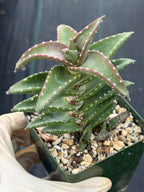 Aloe pearsonii with Pups – Rare Seed-Grown Succulent #758