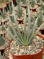 Fan Aloe (Aloe plicatilis) – 6-inch Exact Plant