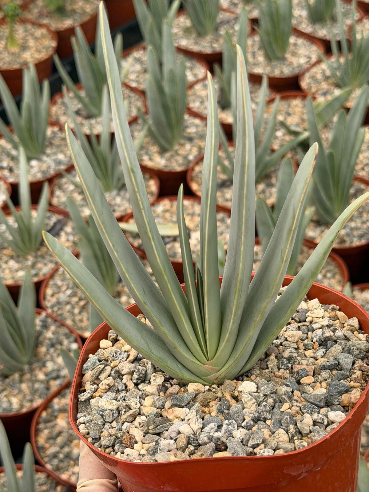 Fan Aloe (Aloe plicatilis) – 6-inch Exact Plant