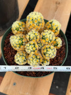 Buddha Succulent #905 – Exact Collector Plant