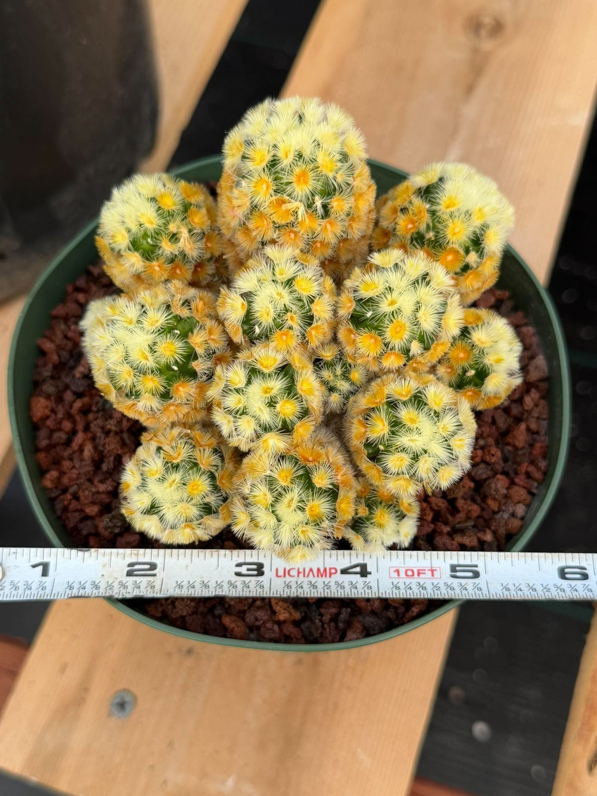 Buddha Succulent #905 – Exact Collector Plant