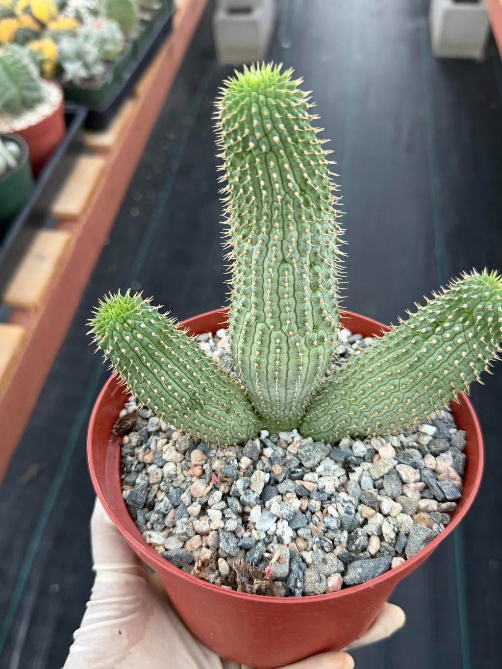 Hoodia gordonii – Rare Seed-Grown Desert Succulent