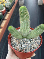 Hoodia gordonii – Rare Seed-Grown Desert Succulent