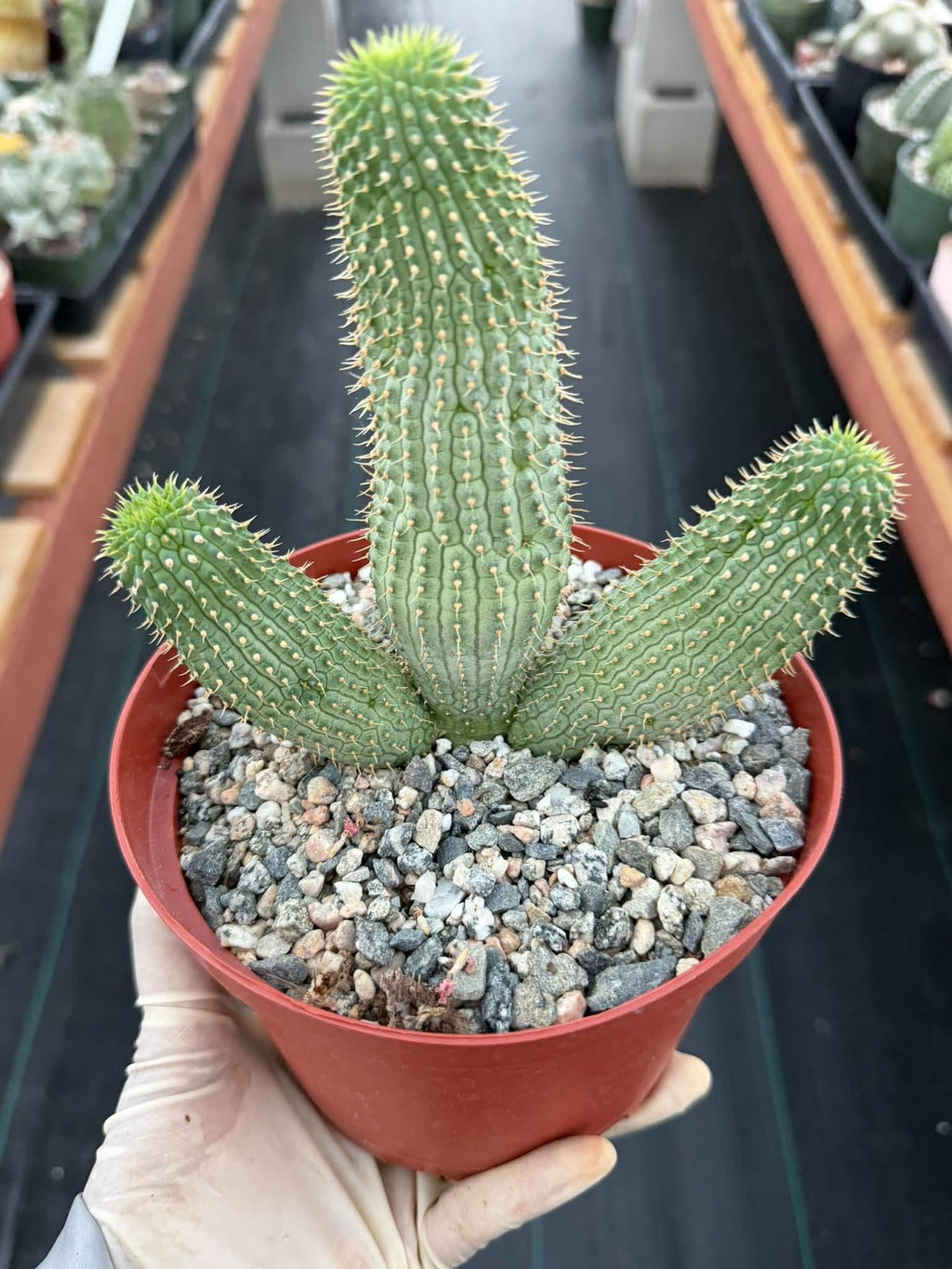 Hoodia gordonii – Rare Seed-Grown Desert Succulent