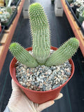 Hoodia gordonii – Rare Seed-Grown Desert Succulent