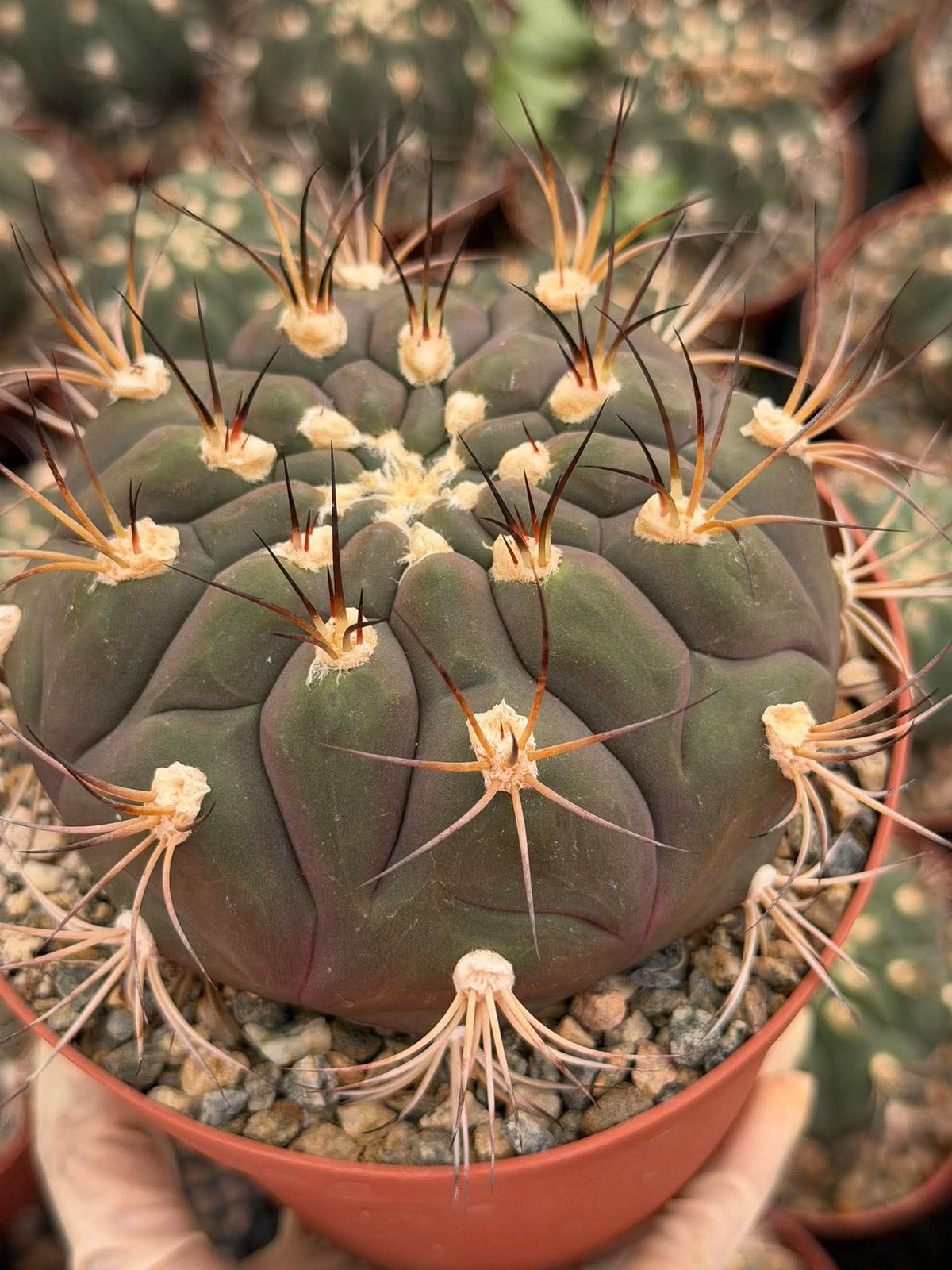 Gymnocalycium pflanzii Cactus – 6-inch Exact Plant