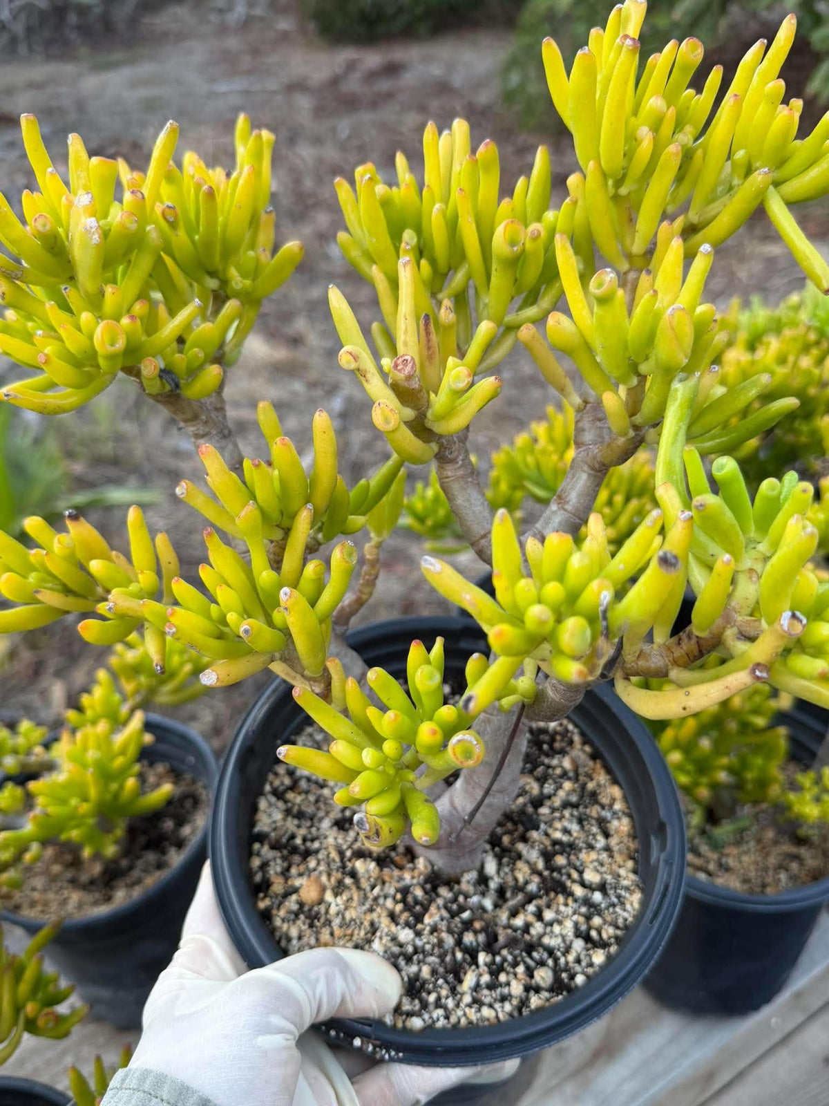 Gollum Jade (Crassula ovata) Succulent – 6–8 inches Tall