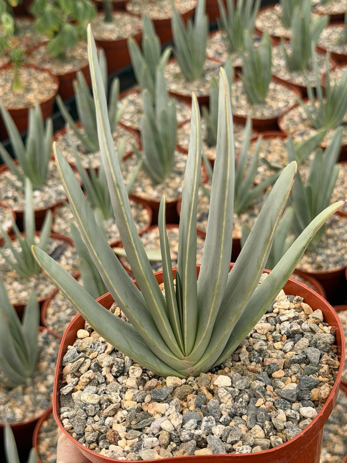 Fan Aloe (Aloe plicatilis) – 6-inch Exact Plant
