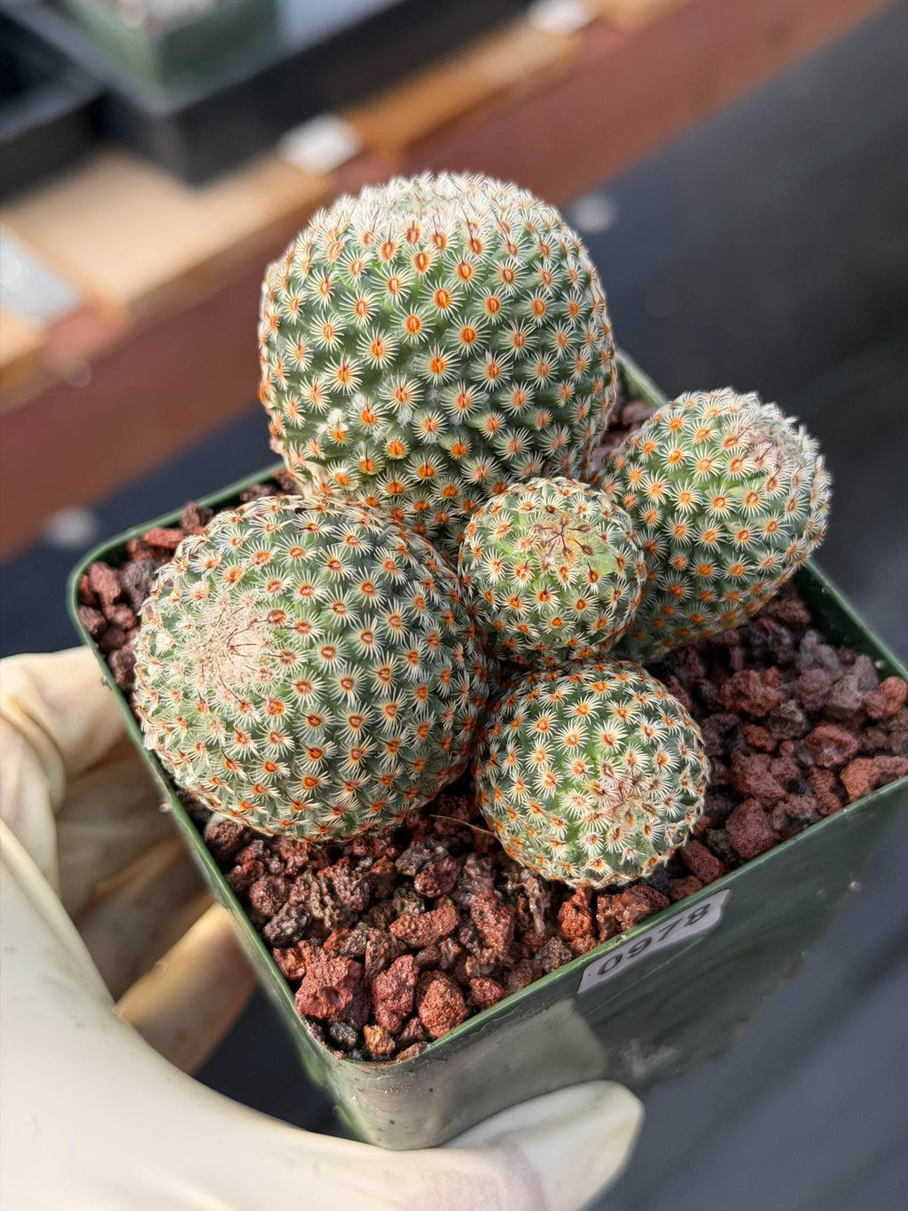 Mammillaria huitzilopochtli Cluster Cactus #978 | Exact Plant
