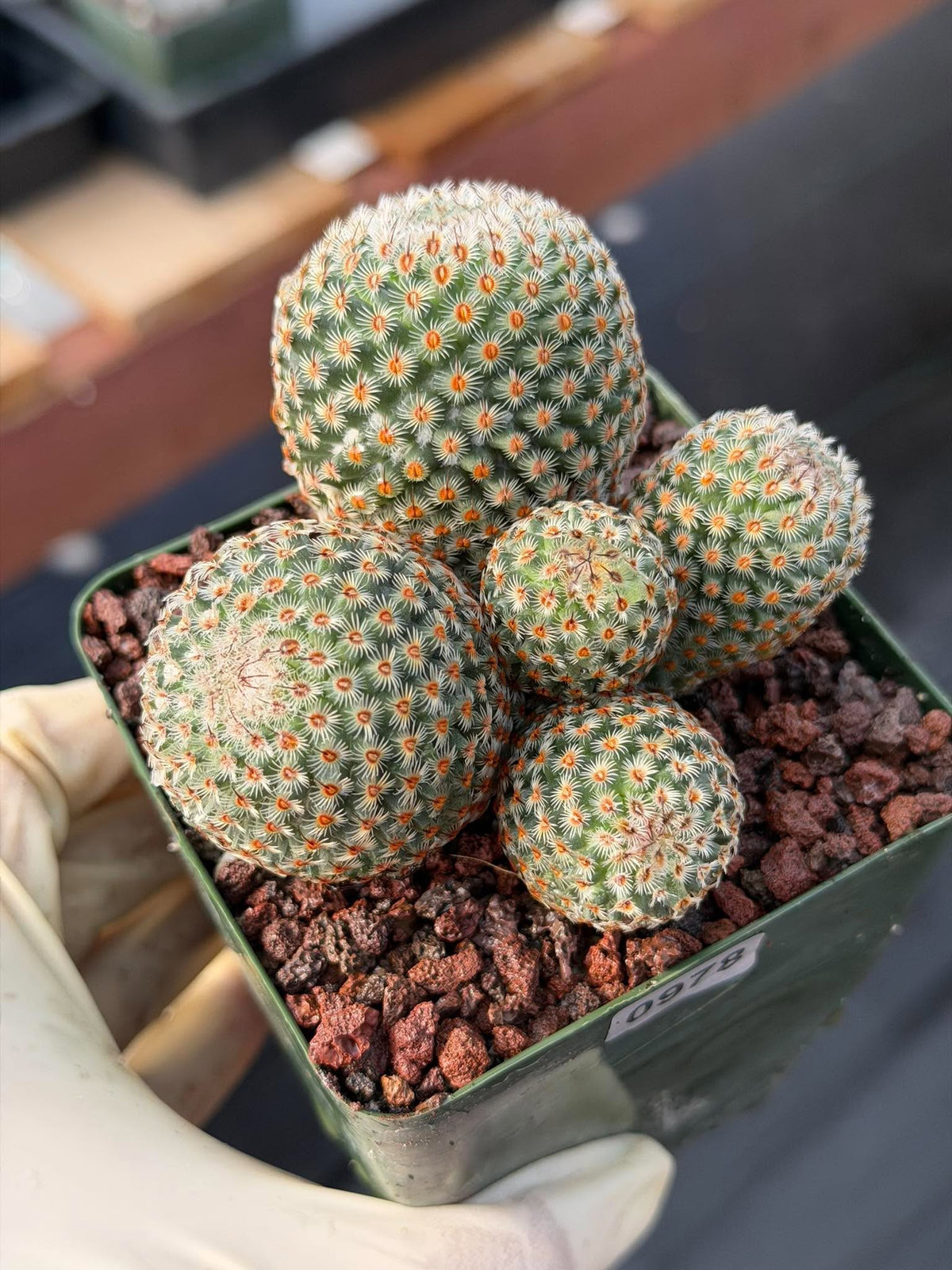 Mammillaria huitzilopochtli Cluster Cactus #978 | Exact Plant