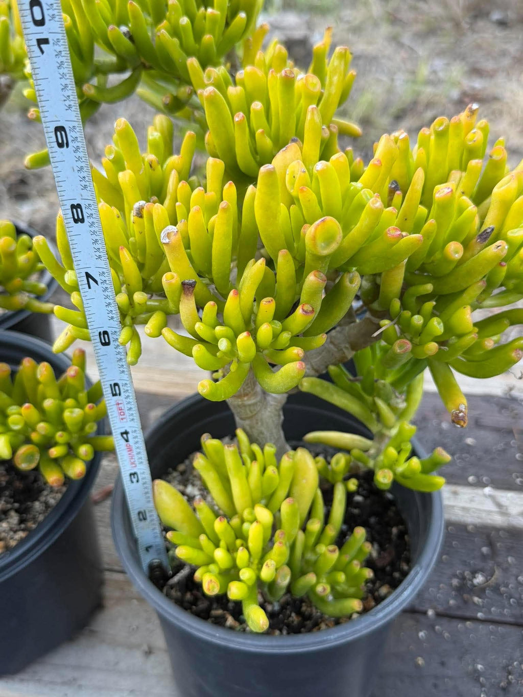 Gollum Jade (Crassula ovata) Succulent – 6–8 inches Tall