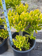 Gollum Jade (Crassula ovata) Succulent – 6–8 inches Tall