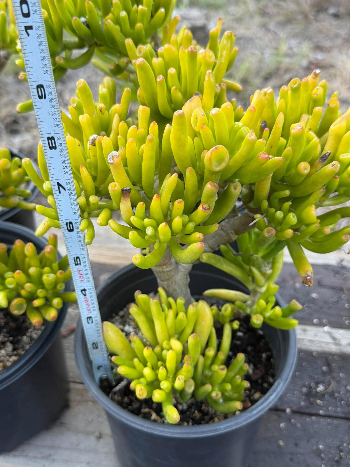 Gollum Jade (Crassula ovata) Succulent – 6–8 inches Tall