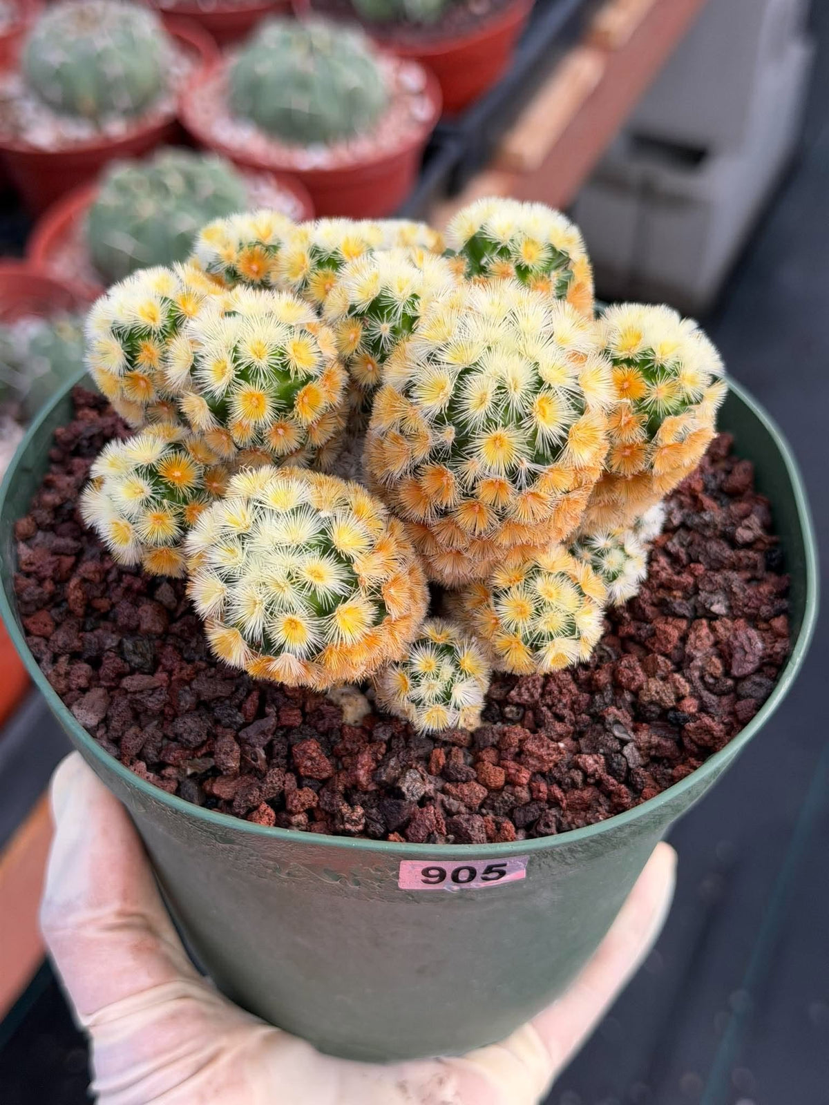 Buddha Succulent #905 – Exact Collector Plant