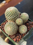 Mammillaria huitzilopochtli Cluster Cactus #978 | Exact Plant