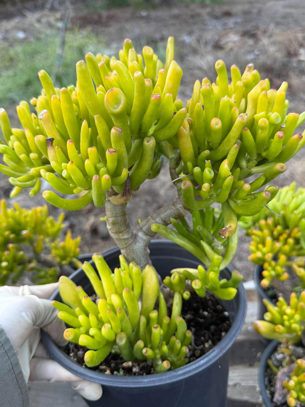 Gollum Jade (Crassula ovata) Succulent – 6–8 inches Tall
