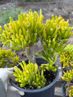 Gollum Jade (Crassula ovata) Succulent – 6–8 inches Tall