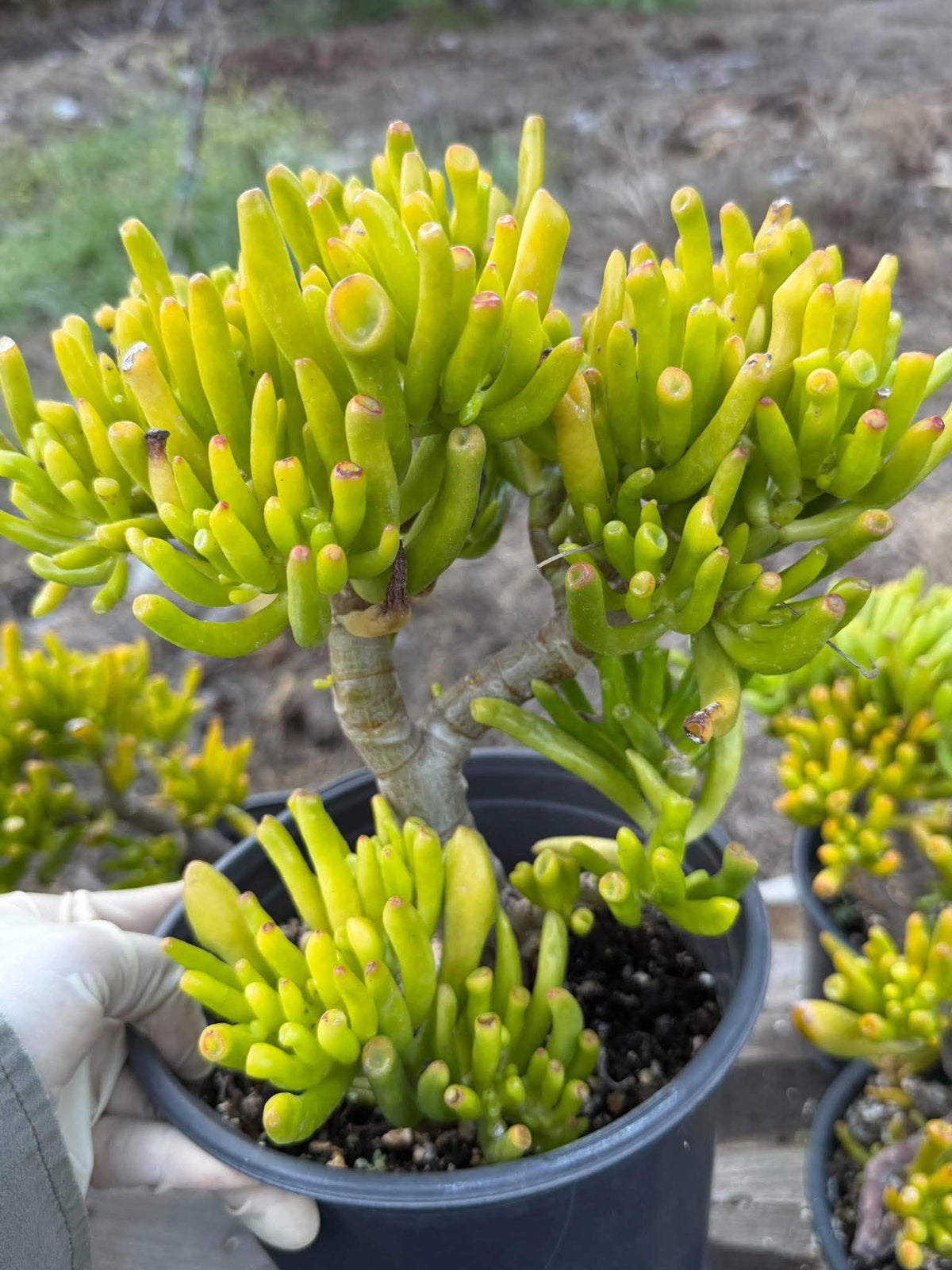 Gollum Jade (Crassula ovata) Succulent – 6–8 inches Tall