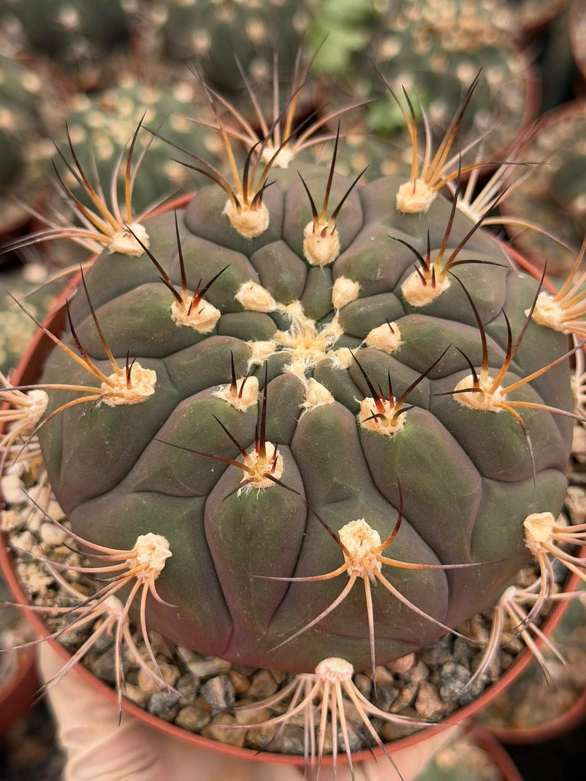 Gymnocalycium pflanzii Cactus – 6-inch Exact Plant