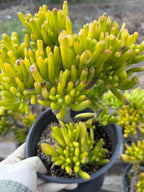 Gollum Jade (Crassula ovata) Succulent – 6–8 inches Tall