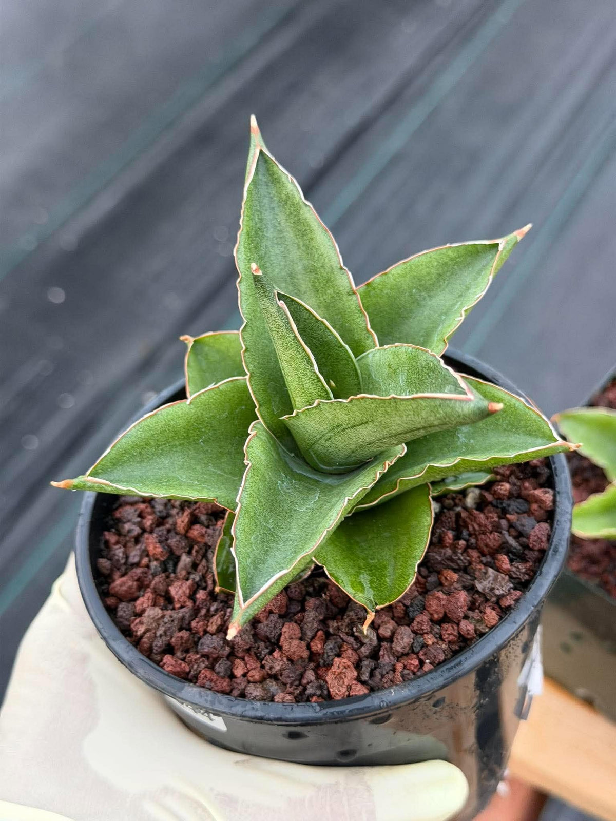 Sansevieria Andaman Snake Plant | Rare Dwarf Succulent