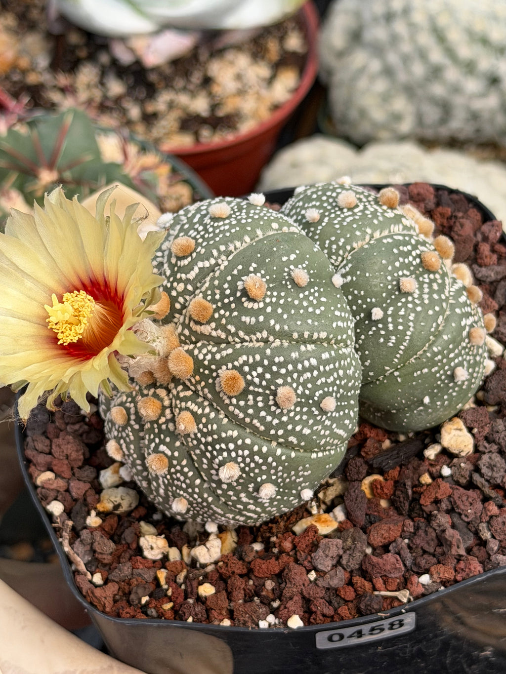 Astrophytum Asterias #458 — Rare Star Cactus | 4” Pot, 3” Width Live Succulent Plant