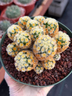 Buddha Succulent #905 – Exact Collector Plant