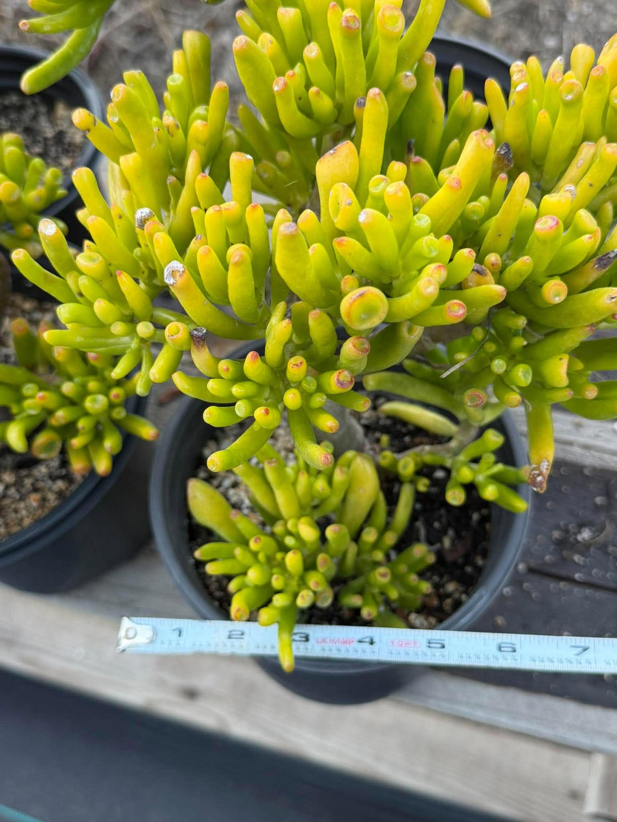 Gollum Jade (Crassula ovata) Succulent – 6–8 inches Tall