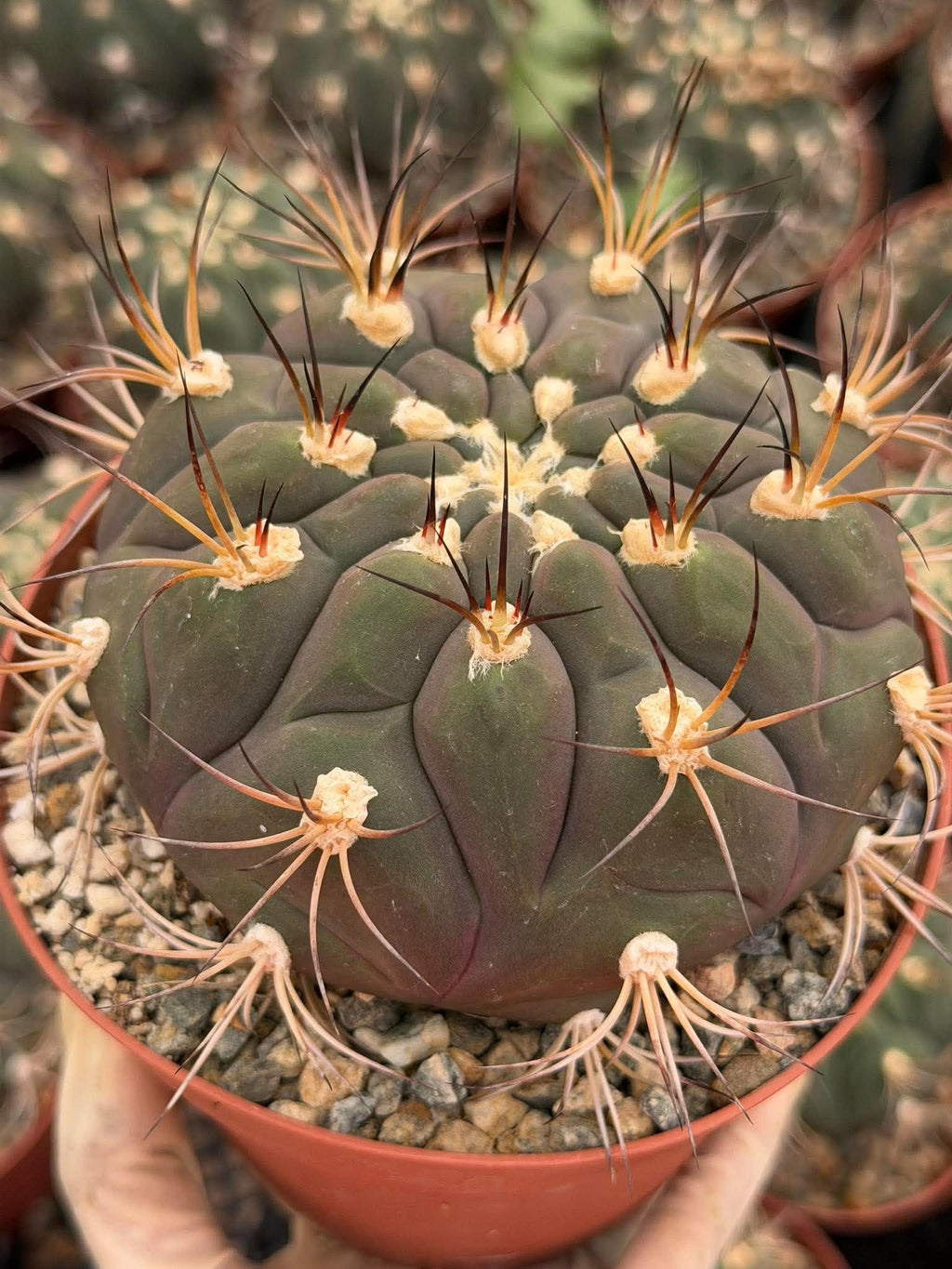 Gymnocalycium pflanzii Cactus – 6-inch Exact Plant