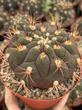 Gymnocalycium pflanzii Cactus – 6-inch Exact Plant
