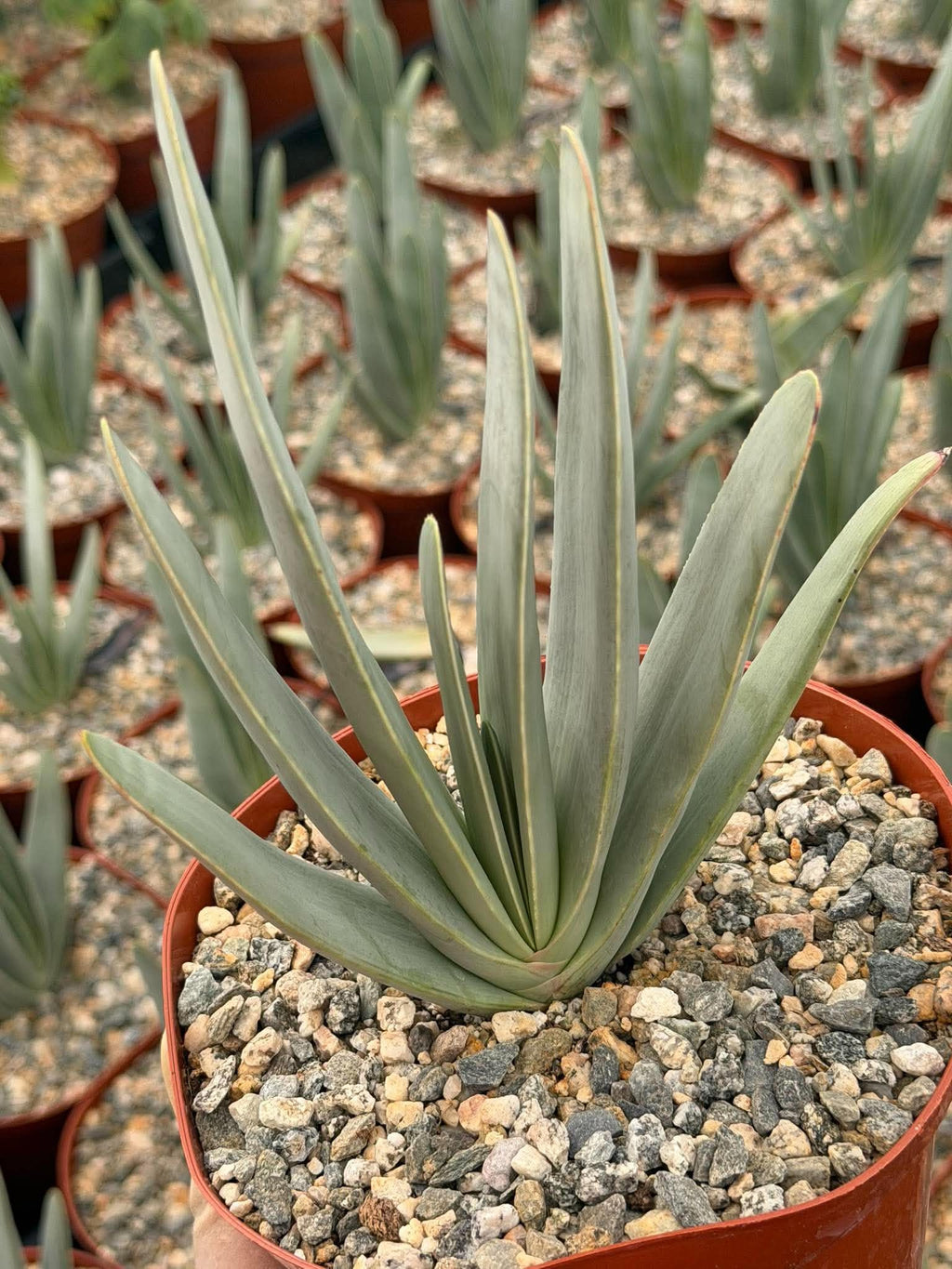 Fan Aloe (Aloe plicatilis) – 6-inch Exact Plant