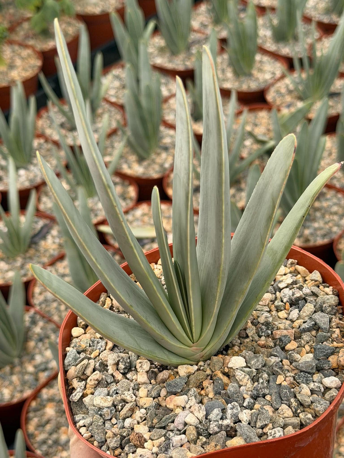 Fan Aloe (Aloe plicatilis) – 6-inch Exact Plant