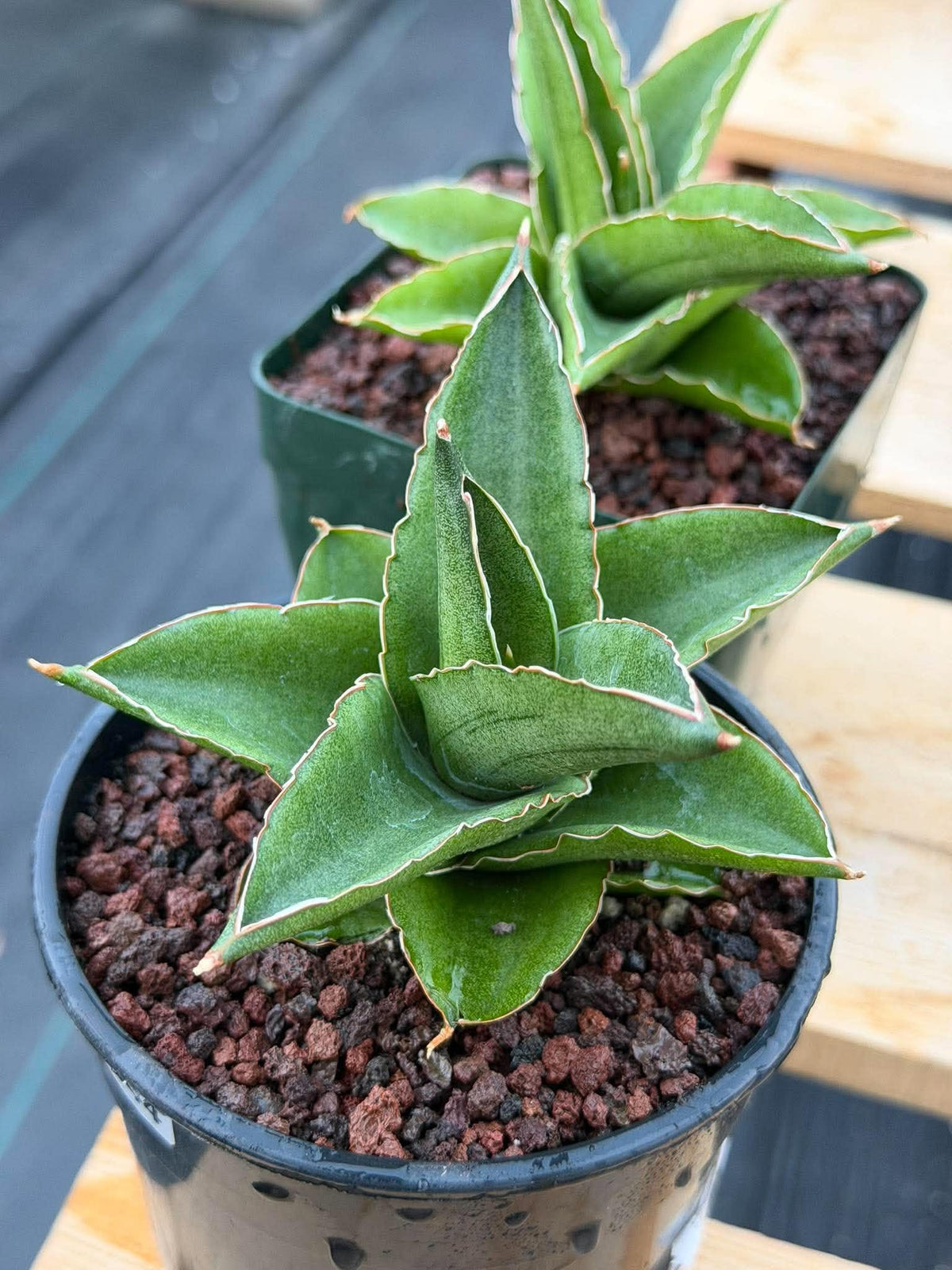 Sansevieria Andaman Snake Plant | Rare Dwarf Succulent