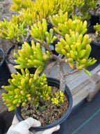 Gollum Jade (Crassula ovata) Succulent – 6–8 inches Tall