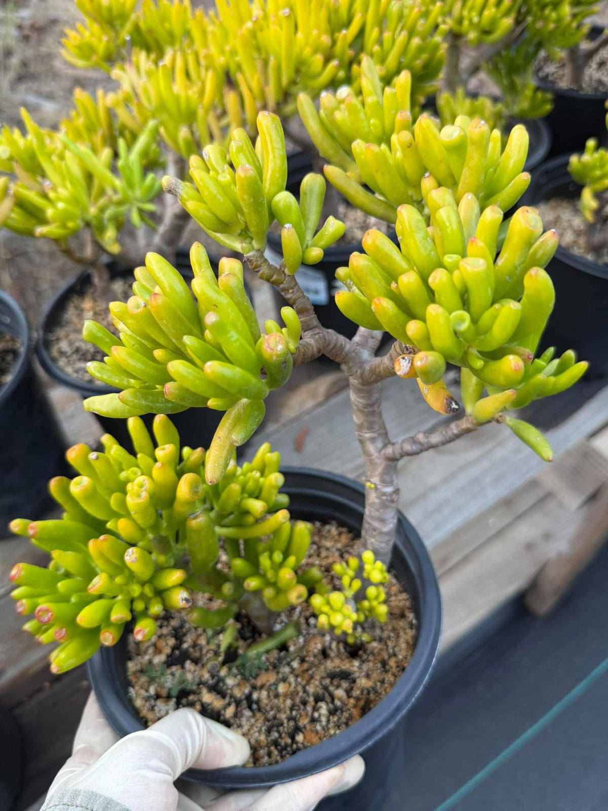 Gollum Jade (Crassula ovata) Succulent – 6–8 inches Tall