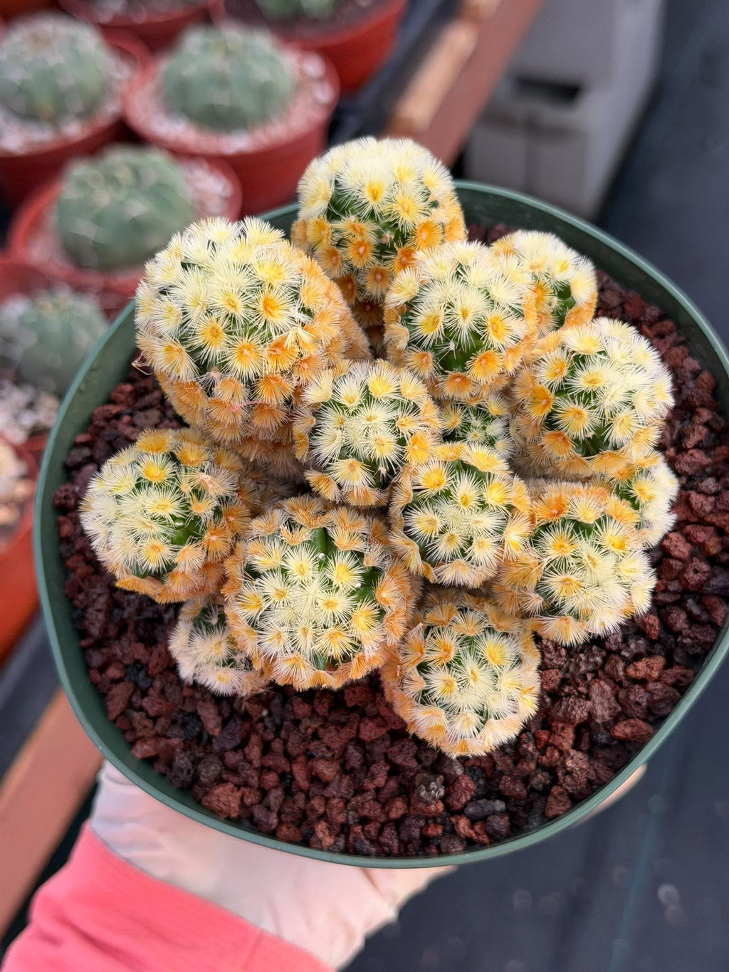 Buddha Succulent #905 – Exact Collector Plant