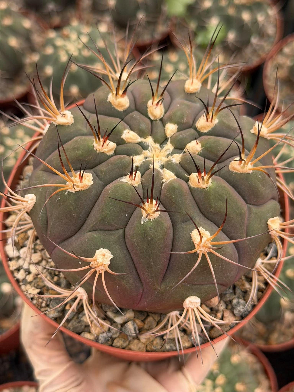 Gymnocalycium pflanzii Cactus – 6-inch Exact Plant