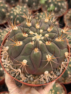 Gymnocalycium pflanzii Cactus – 6-inch Exact Plant