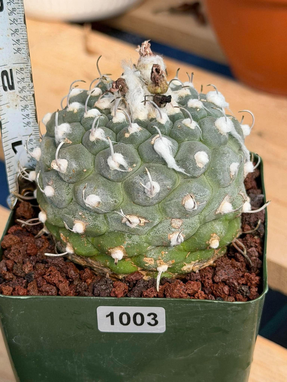Turbinicarpus schmiedickeanus #1003 | Seed-Grown Cactus
