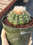 Discocactus #58 – Seed-Grown Woolly Crown Collector Cactus