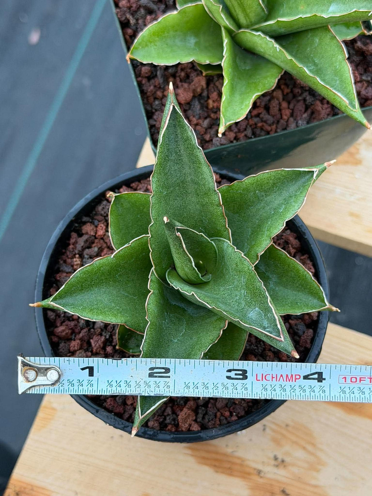 Sansevieria Andaman Snake Plant | Rare Dwarf Succulent