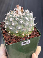 Turbinicarpus schmiedickeanus #1003 | Seed-Grown Cactus