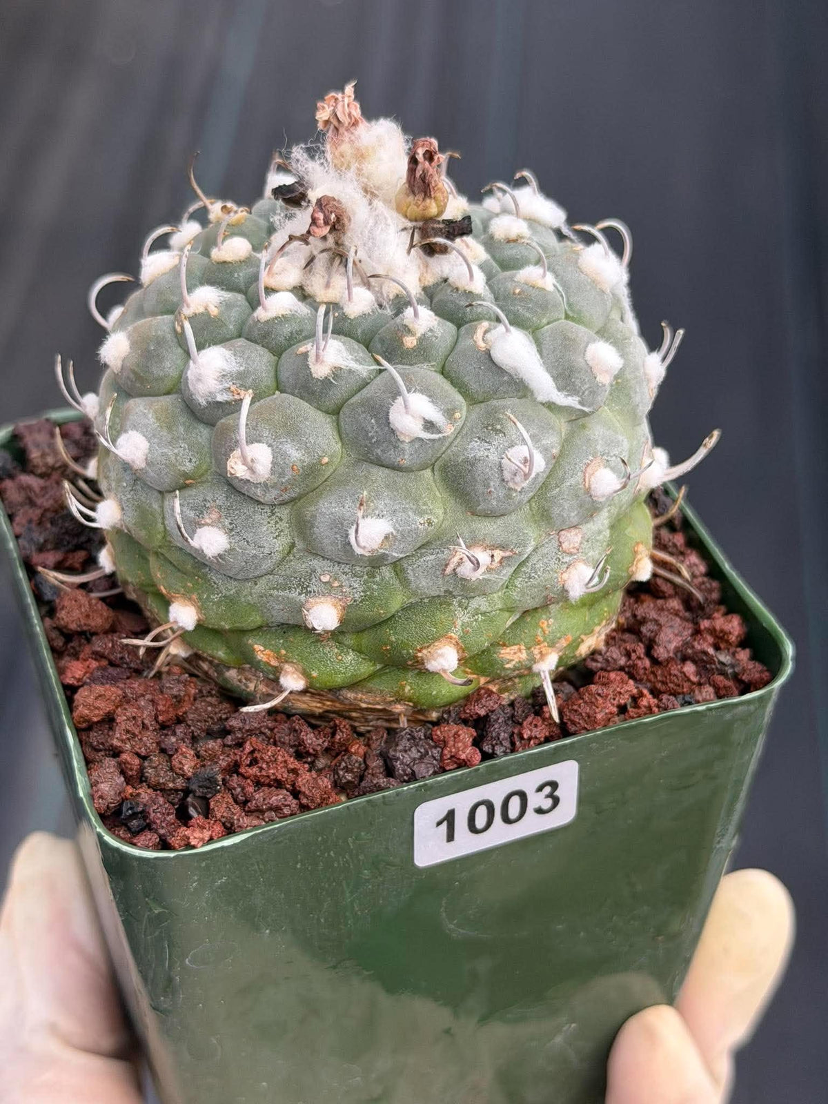 Turbinicarpus schmiedickeanus #1003 | Seed-Grown Cactus