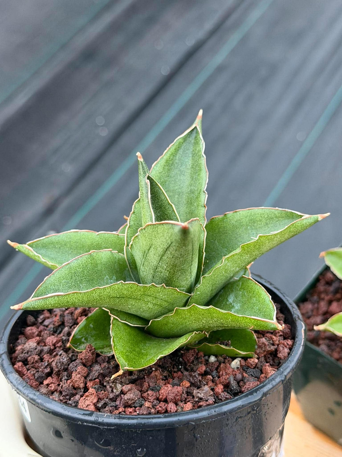 Sansevieria Andaman Snake Plant | Rare Dwarf Succulent