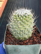 Turbinicarpus #999 | Seed-Grown Woolly Crown Cactus