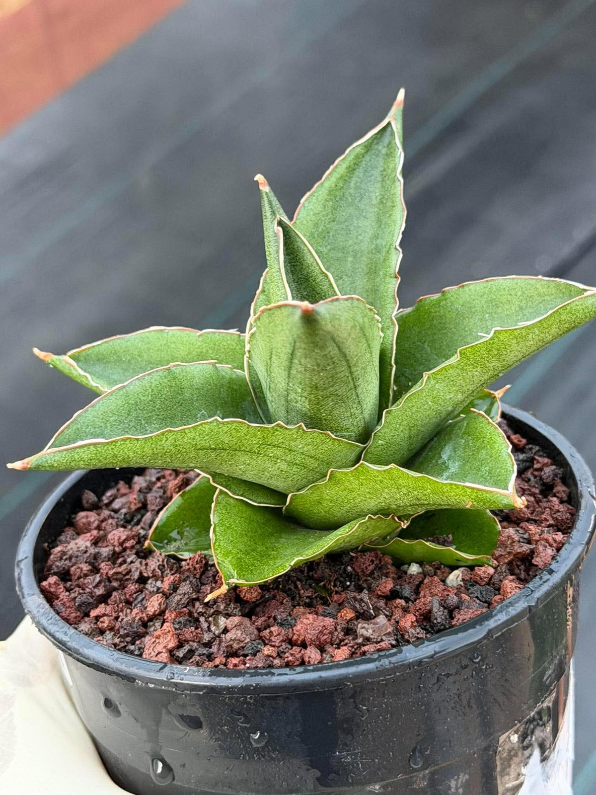 Sansevieria Andaman Snake Plant | Rare Dwarf Succulent