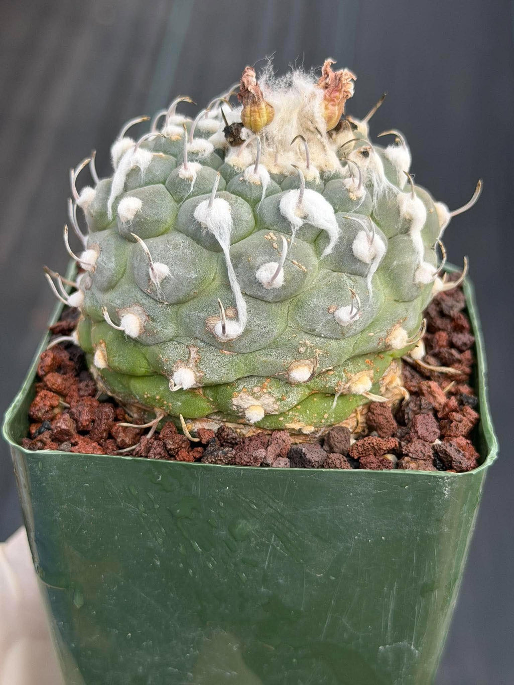 Turbinicarpus schmiedickeanus #1003 | Seed-Grown Cactus